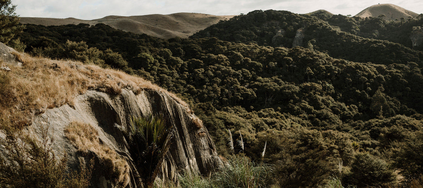New Zealand native bush by Miel des Collines
