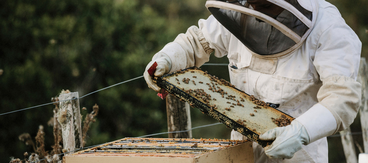 New Zealand beekeeping by Miel des Collines